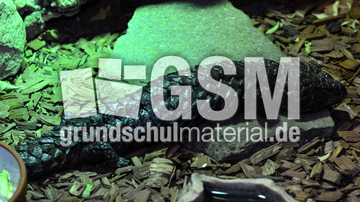 Tannenzapfenechse (1).jpg